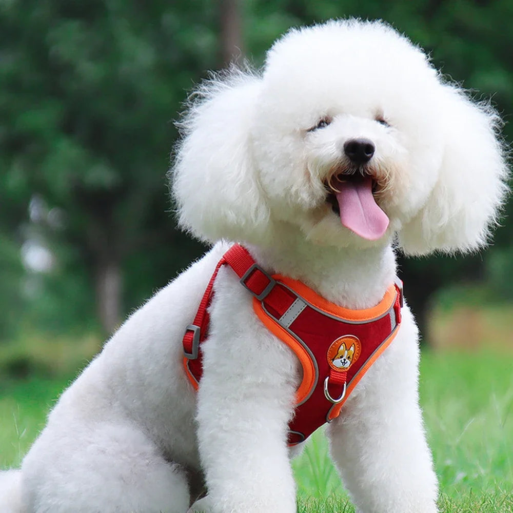 Set di pettorina e guinzaglio regolabile per cani di piccola e media taglia