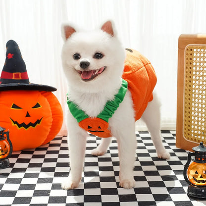 Costume di Halloween per gatti e cani piccoli: cappello e sciarpa a zucca